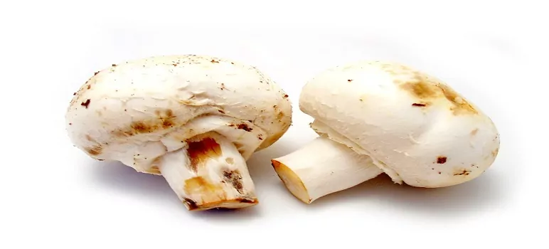 mushroom-ki-kheti-kaise-kare-mushroom-farming-business-plan