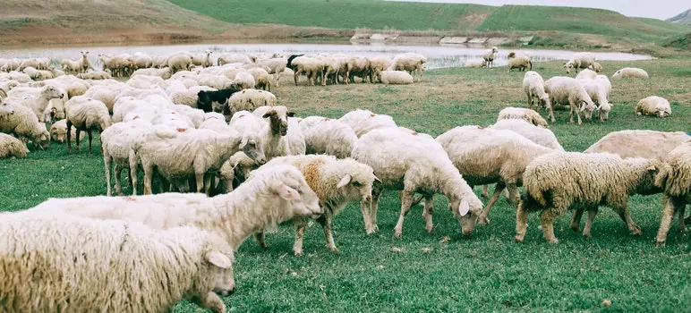 sheep-farming-in-india-sheep-farming-business-plan-in-hindi