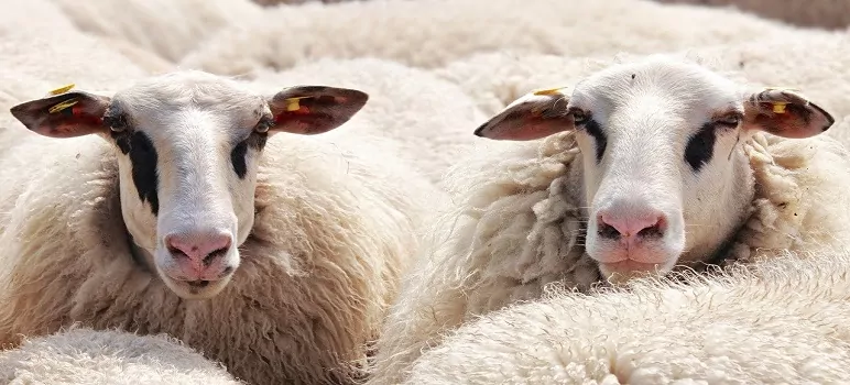 sheep-farming-in-india-sheep-rearing-in-india