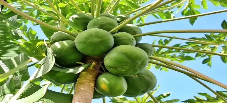 papaya-farming-business-kaise-shuru-kare