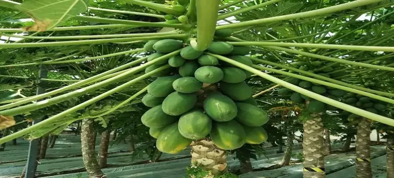 papaya-farming-business-kaise-start-kare
