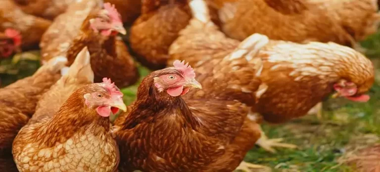 poultry-farm-business-in-hindi